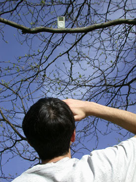 Tree Pod