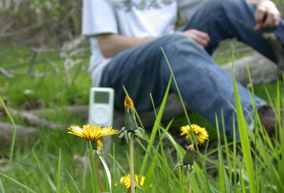 Dandy Pod